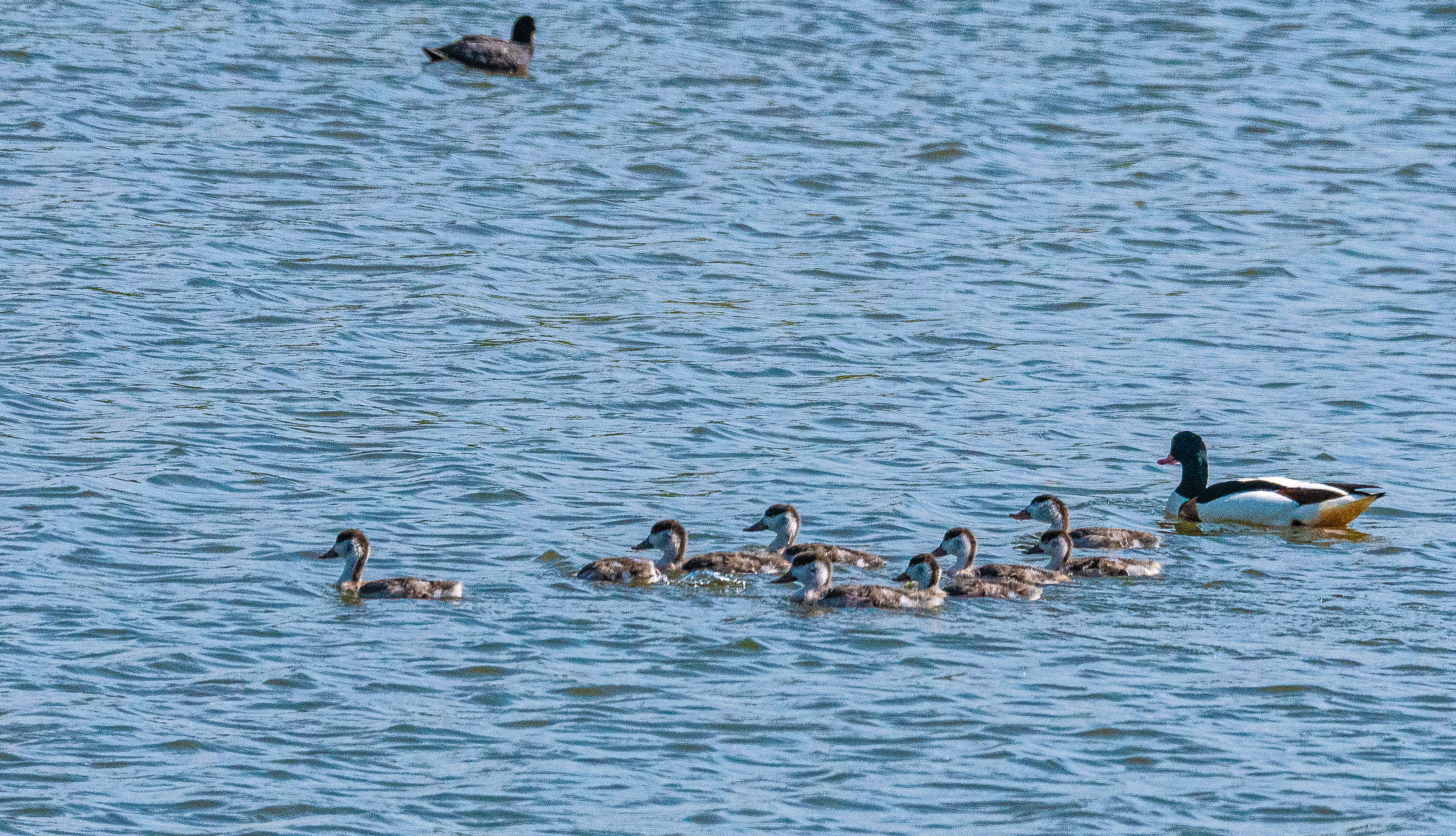 Tadornes de Belon (Common shelduck, Tadorna tadorna), femelle accompagnée de 9 juvéniles, Dépôt 54 de la Réserve Naturelle de Mont-Bernanchon, Hauts de France.